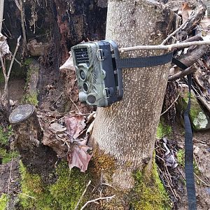 TrailCam, mounted to a tree-stump