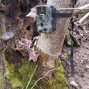 TrailCam, mounted on a tree stump