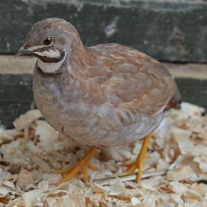Caramel Male