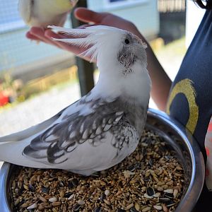 Tweety Loves Her Human