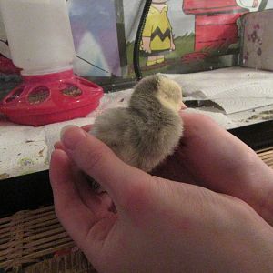 Turkey poult sleeping in my hands