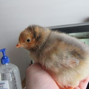 Blue Laced Red Wyandotte chick