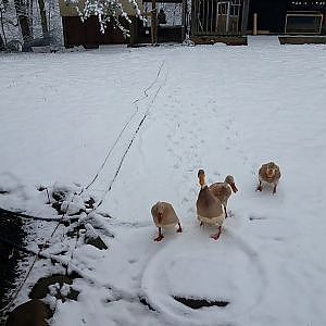 Ducks in the snow