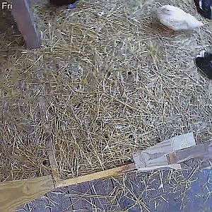 DuckyCam: Little fights between grown-up and young ducks