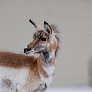 Antelope_X3097863_03-09-2019-001