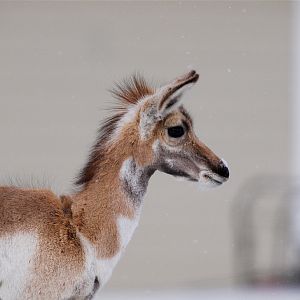 Antelope_X3097864_03-09-2019-001