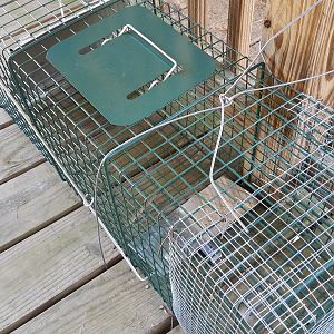 Racoon trap, tie-down detail, bait area