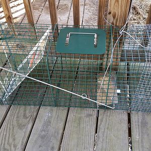 Racoon trap, tied down to the floor and reiling