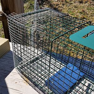 Racoon trap, bait area covered in ½" x ½" hardware cloth