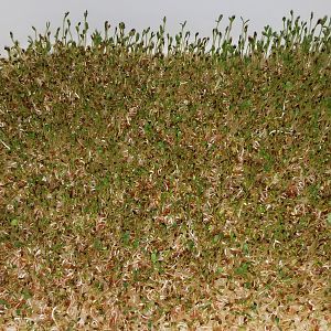 Alfalfa sprouts (fodder)