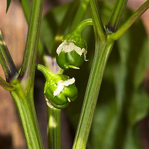 King_Arthur_pepper_X3207878_03-20-2019-001