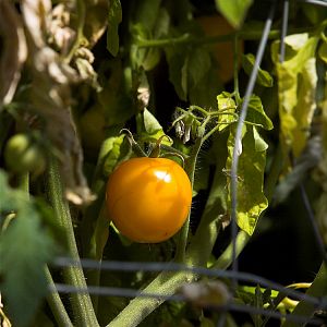 Gold_nugget_tomato_X3207877_03-20-2019-001