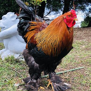 Brahmas