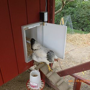 Chicken Door