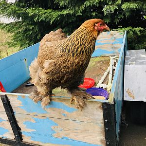 Golden Brahma hen