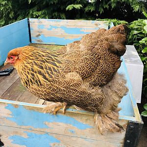 Golden Brahma hen