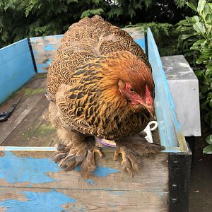 Golden Brahma hen