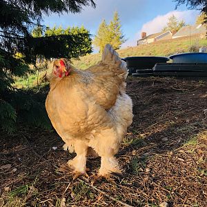 Brahma chickens