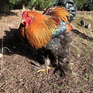 Brahma chickens