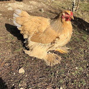 Brahma chickens