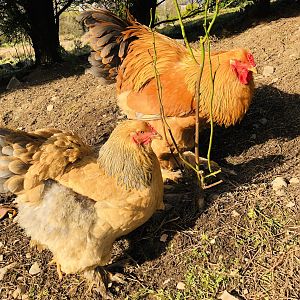 Brahma chickens