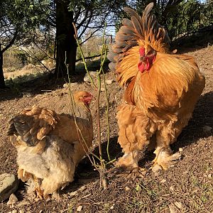 Brahma chickens