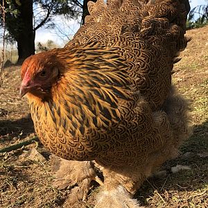 Brahma chickens
