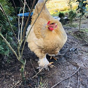 Brahma chickens