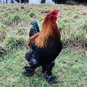 Brahma chickens