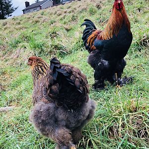 Brahma chickens