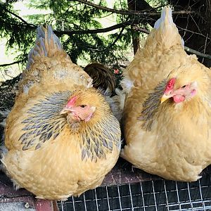 Brahma chickens