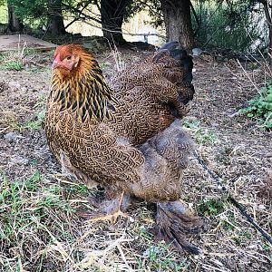 Brahma chickens
