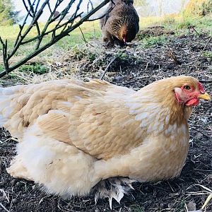 Brahma chickens
