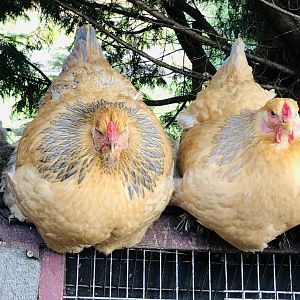 Brahma chickens