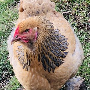 Brahma chickens