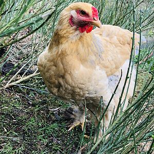 Brahma chickens