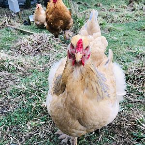 Brahma chickens