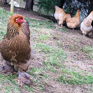 Brahma chickens