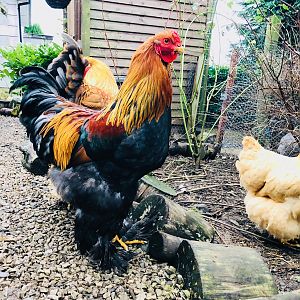 Brahma chickens