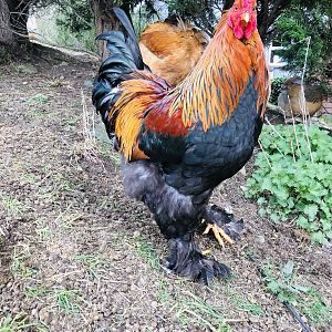 Brahma chickens