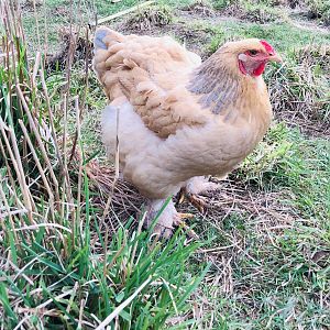 Brahma chickens