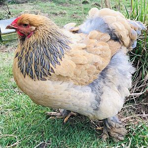 Brahma chickens