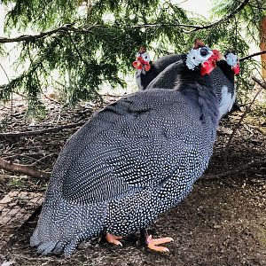 Guinea Fowl