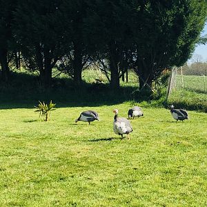 Guinea Fowl