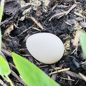 Guinea Fowl egg