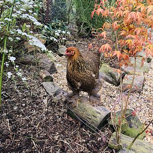 Golden partridge Brahma