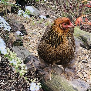 Golden partridge Brahma