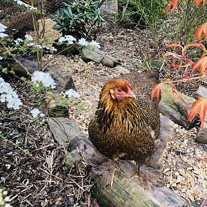 Golden partridge Brahma