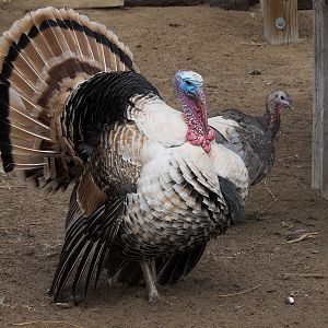 Sweetgrass_tom_X4027908_04-02-2019-001