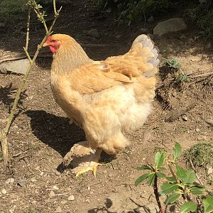 Brahmas